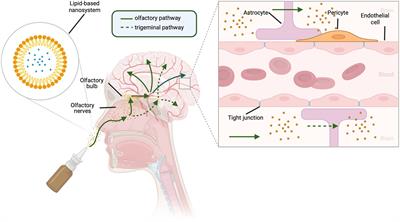 Novel Targets and Interventions for Cognitive Complications of Diabetes